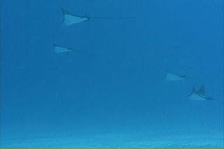 マダラトビエイ群